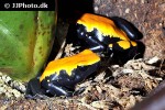 adelphobates galactonotus   orange slash backed poison frog  