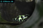 dendrobates auratus   green poison frog  
