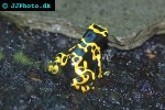 dendrobates leucomelas   yellowbanded poison frog  