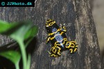 dendrobates leucomelas   yellowbanded poison frog  