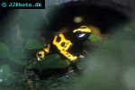 dendrobates leucomelas nominat   yellowbanded poison frog  