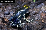 dendrobates tinctorius   alanis dyeing poison frog  