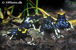 dendrobates tinctorius   alanis dyeing poison frog  