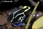 dendrobates tinctorius   brazil dyeing poison frog  