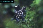 dendrobates tinctorius   cayenne dyeing poison frog  