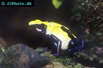dendrobates tinctorius   citronella dyeing poison frog  