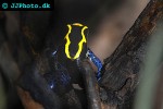 dendrobates tinctorius   nominat dyeing poison frog  