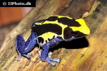 dendrobates tinctorius   nominat dyeing poison frog  
