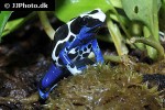 dendrobates tinctorius   oyapock dyeing poison frog  