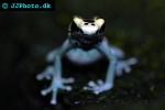 dendrobates tinctorius   patricia dyeing poison frog  
