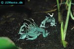 dendrobates tinctorius   powderblue dyeing poison frog  