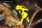dendrobates tinctorius   regina dyeing poison frog  