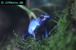 dendrobates tinctorius azureus   blue   black poison frog  