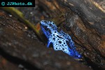 dendrobates tinctorius azureus   blue   black poison frog  