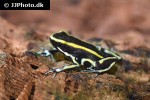 dendrobates truncatus   yellow striped poison frog  