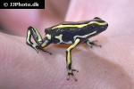 dendrobates truncatus   yellow striped poison frog  