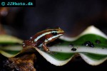 epipedobates anthonyi   striped poison frog  