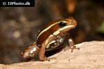 epipedobates anthonyi   striped poison frog  