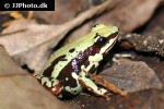 epipedobates tricolor   highland phantasmal poison frog  