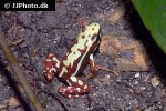 epipedobates tricolor   highland phantasmal poison frog  