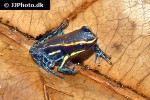 hyloxalus azureiventris   sky blue poison frog  