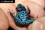 hyloxalus azureiventris   sky blue poison frog  
