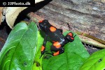 oophaga histrionica   bullseye red dyeing poison frog  