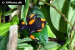 oophaga histrionica   bullseye red dyeing poison frog  