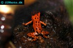 oophaga pumilio   bastimentos strawberry poison frog  