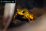 oophaga pumilio   boca del drago strawberry poison frog  