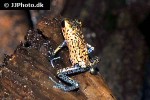 oophaga pumilio   christobal strawberry poison frog  