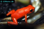 oophaga pumilio   nancy strawberry poison frog  