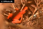 oophaga pumilio   nancy strawberry poison frog  
