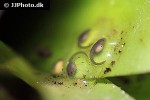 oophaga pumilio   popa strawberry poison frog  