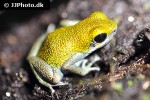 oophaga pumilio   popa strawberry poison frog  