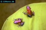 oophaga pumilio   turtuguero hill strawberry poison frog  
