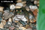 pelophylax porosus   daruma pond frog  