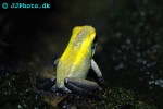 phyllobates bicolor   blacklegged poison frog  