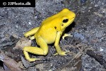 phyllobates terribilis   golden poison frog  
