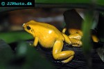 phyllobates terribilis   golden poison frog  