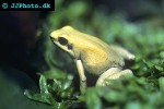 phyllobates terribilis   mint poison frog  