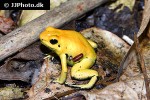 phyllobates terribilis   mint poison frog  