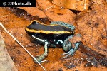 phyllobates vittatus   golfo dulcean poison frog  