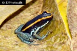 phyllobates vittatus   golfo dulcean poison frog  