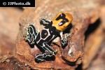 ranitomeya fantastica   redheaded poison frog  