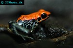 ranitomeya reticulata   red backed poison frog  