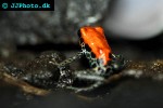 ranitomeya reticulata   red backed poison frog  