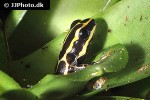 ranitomeya ventrimaculata   reticulated poison frog  
