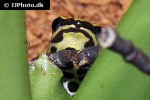 ranitomeya ventrimaculata   reticulated poison frog  