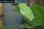 agalychnis callidryas   redeyed tree frog  